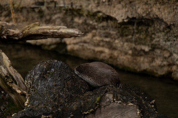 soft focus cave wild life environment with stone and sleeping otter