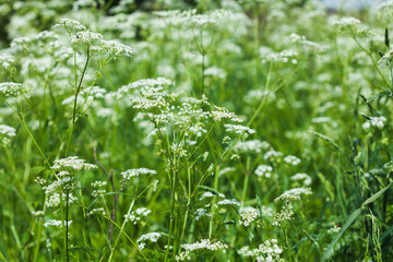 Field filled blossoms goutweed. White wildflowers, soft focus.