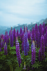 A gloomy landscape with a field of lupins in the mountains. Background with space for text