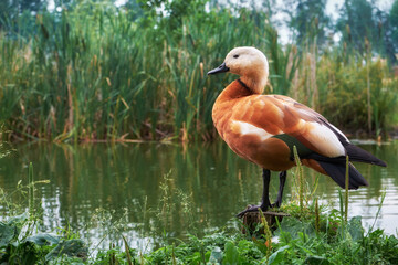 The ruddy shelduck standing on stump near pond. Red duck - latin name is Tadorna ferruginea. - obrazy, fototapety, plakaty