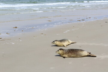 Young seals on the beach. © Marije Kouyzer