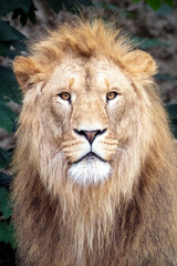 Fototapeta na wymiar male adult lion shot in natural habitat