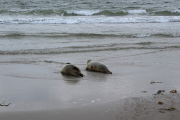 Young seals on the beach.