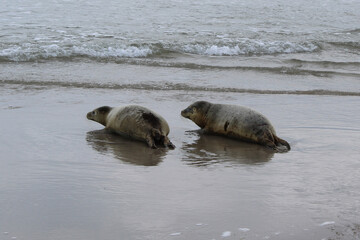 Young seals on the beach.