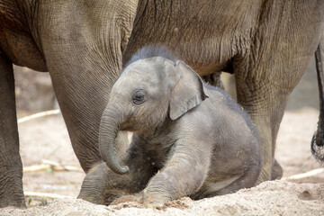 small elephant near mother in natural habitat