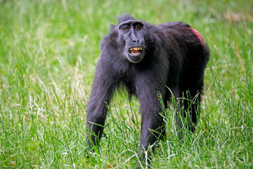 close-up of a crested macaque monkey, wild animal