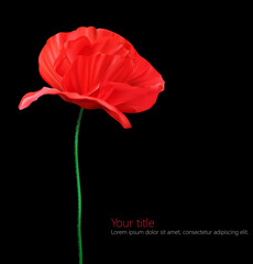 Poppy flower isolated on black background.