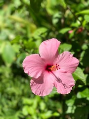 pink hibiscus flower