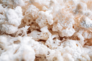 Close up of hericium erinaceus or Lions mane mushroom. Medical mushroom concept