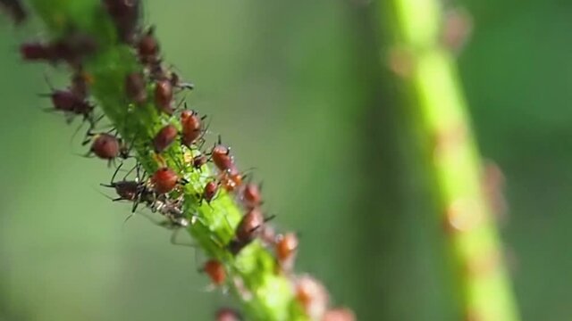 Aphids on the plant stem. Insects parasites pests of cultivated plants.