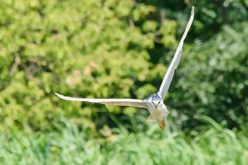 Black-crowned night heron, nycticorax nycticorax, black-capped night heron. A bird in flight