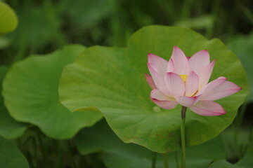 池の中に咲いたピンクの蓮