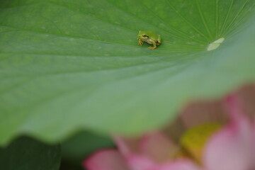 蓮の葉っぱの上で休むアマガエル