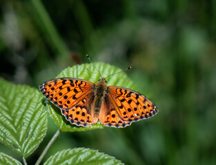 Fototapeta na wymiar Beautiful orange pearl-bordered fritillary butterfly on green leaves