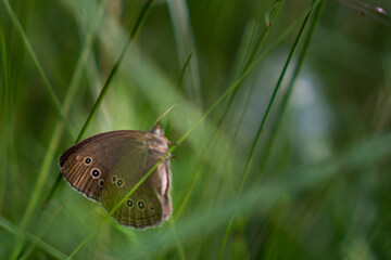 Beautiful brown ringlet butterfly in a green grassfield