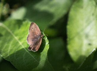 Beautiful brown ringlet butterfly on green leaves