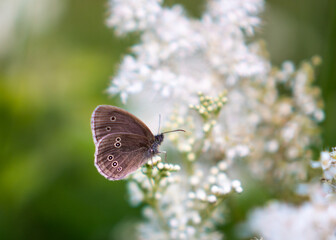 Fototapeta na wymiar Beautiful brown ringlet butterfly on bright white flowers