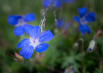Beautiful blue flowers in a green grassfield