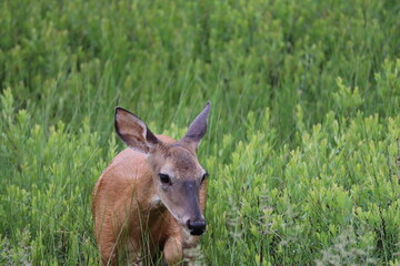 deer in the grass
