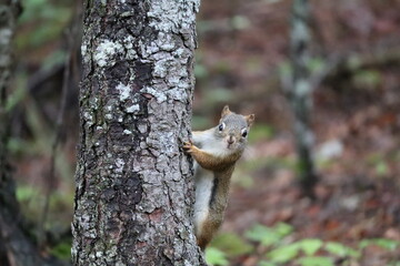 squirrel on a tree