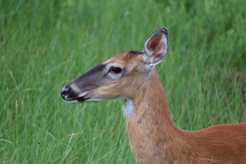 young deer in the woods