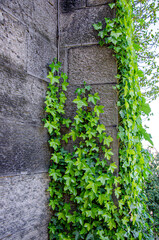 ivy on the wall