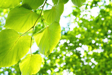 Green leaves on the green backgrounds in sunny day. Nature background. Copy space. Green background.
