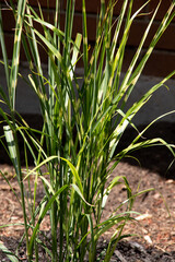 Ornamental Grass Miscanthus sinensis Zebrinus zebra