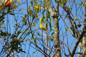 Can&aacute;rio da terra