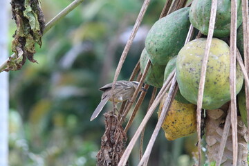 Sabiá do Campo