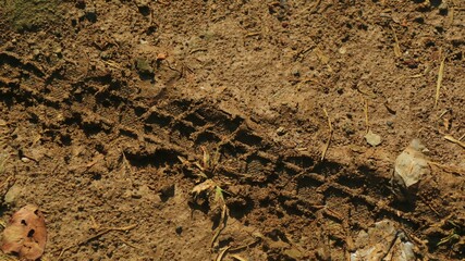 Bike tire tracks left in fresh mud with clearly visible texture of tire profile in the dirt.