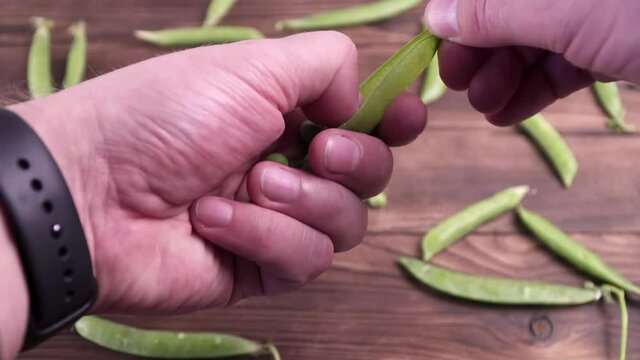 A man opens to hands a pea pod with grains next to other pods on a brown wooden table. Close-up