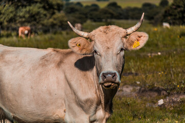 Happy cow in the grass landscape