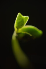 Sprout of Bitter gourd