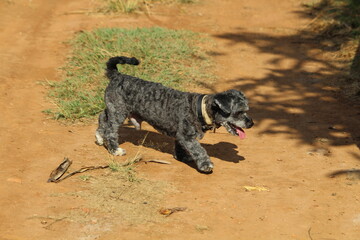 DOGS VIRA LATAS © BenHur