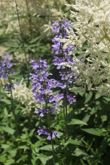 Obraz premium purple flowers in the garden