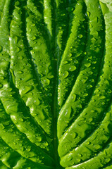 Drops of dew on large leaves of hosta plant