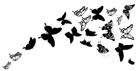 butterfly690