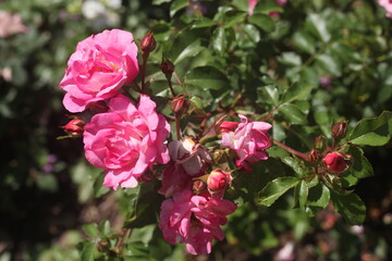 pink rose bush
