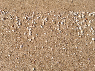 Sponge washed up on a sandy shore