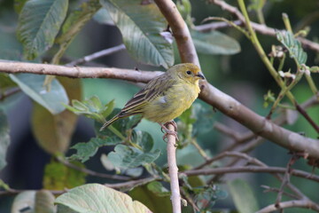 CANARINHO - CANÁRIO DA TERRA