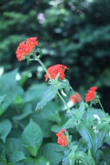 red and white flower