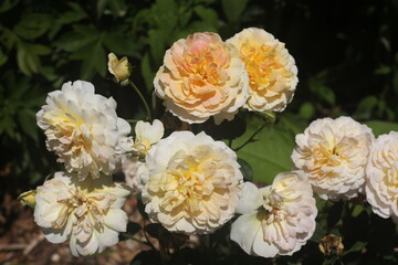 Fototapeta premium yellow flowers in the garden
