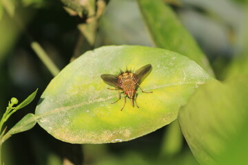 MOSCA MUTUCA