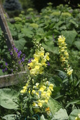 YELLOW SNAPDRAGON IN A GARDEN 