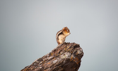 Golden-mantled ground squirrel sitting on the rock.   Banff National Park,  AB Canada
