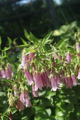 purple flowers in a garden 