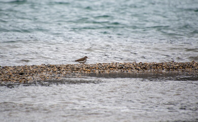 American sandpiper walking along the lakeside.  Banff National Park,  AB Canada
