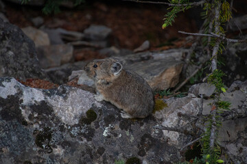 Pika resting on the rock.   Banff National Park,  AB Canada
