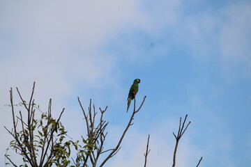 maracanã verdadeira - arara - maritaca - papagaio - aves - birds 